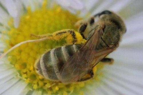 Seladonia subaurata